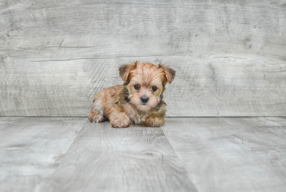 Cute Morkie Baby