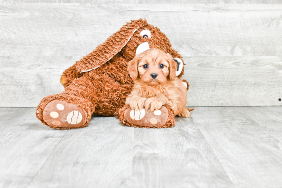 Cavapoo Pup Being Cute