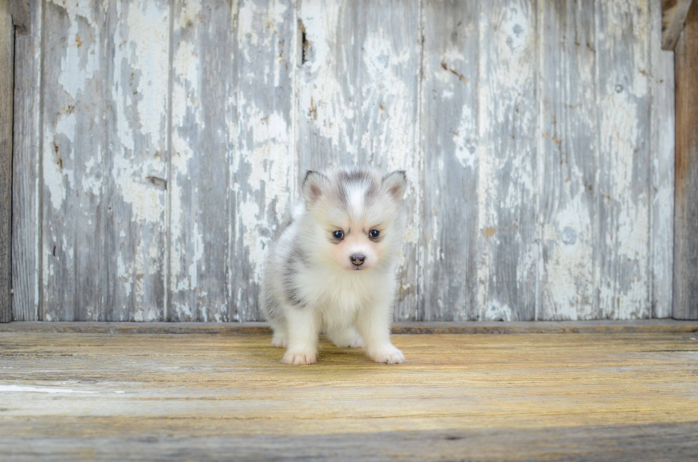 Small Pomsky Baby