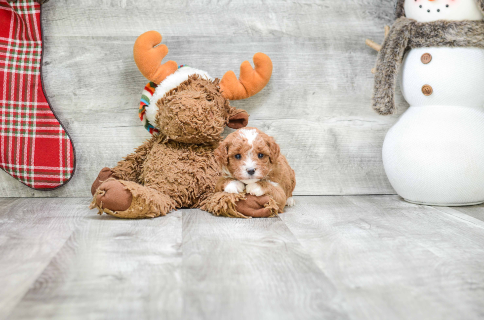 Adorable Cavoodle Poodle Mix Puppy