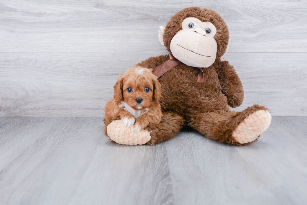 Hypoallergenic Cavoodle Poodle Mix Puppy