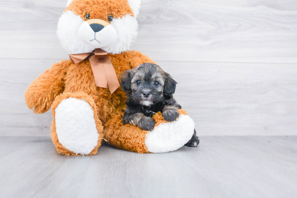 Hypoallergenic Maltese Poodle Poodle Mix Puppy