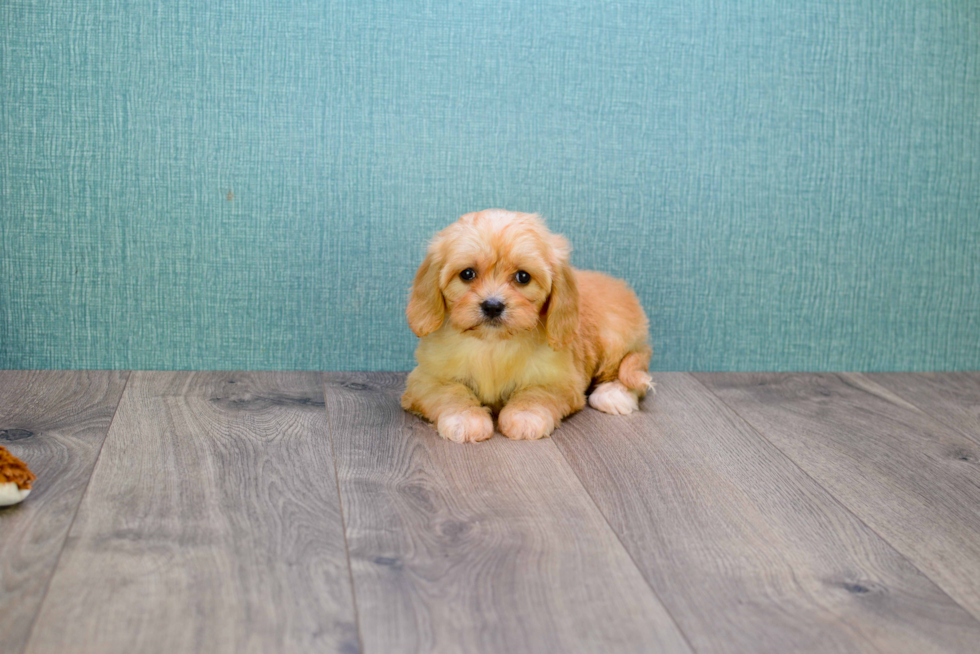 Best Cavachon Baby