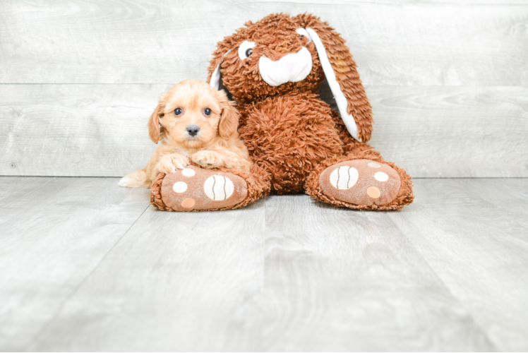 Hypoallergenic Cavoodle Poodle Mix Puppy