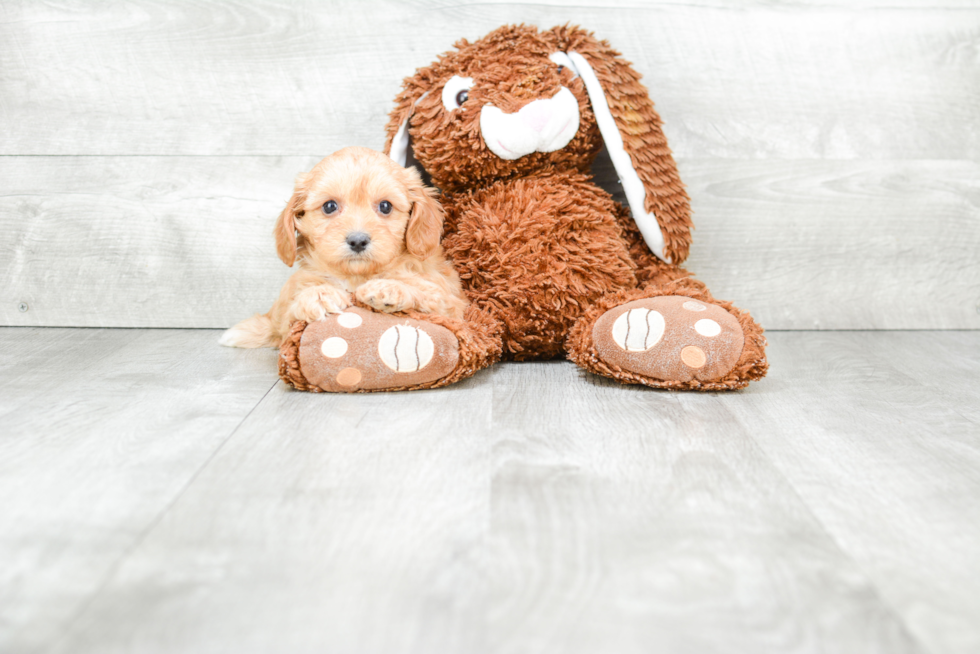 Hypoallergenic Cavoodle Poodle Mix Puppy