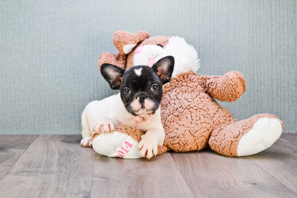 French Bulldog Puppy for Adoption