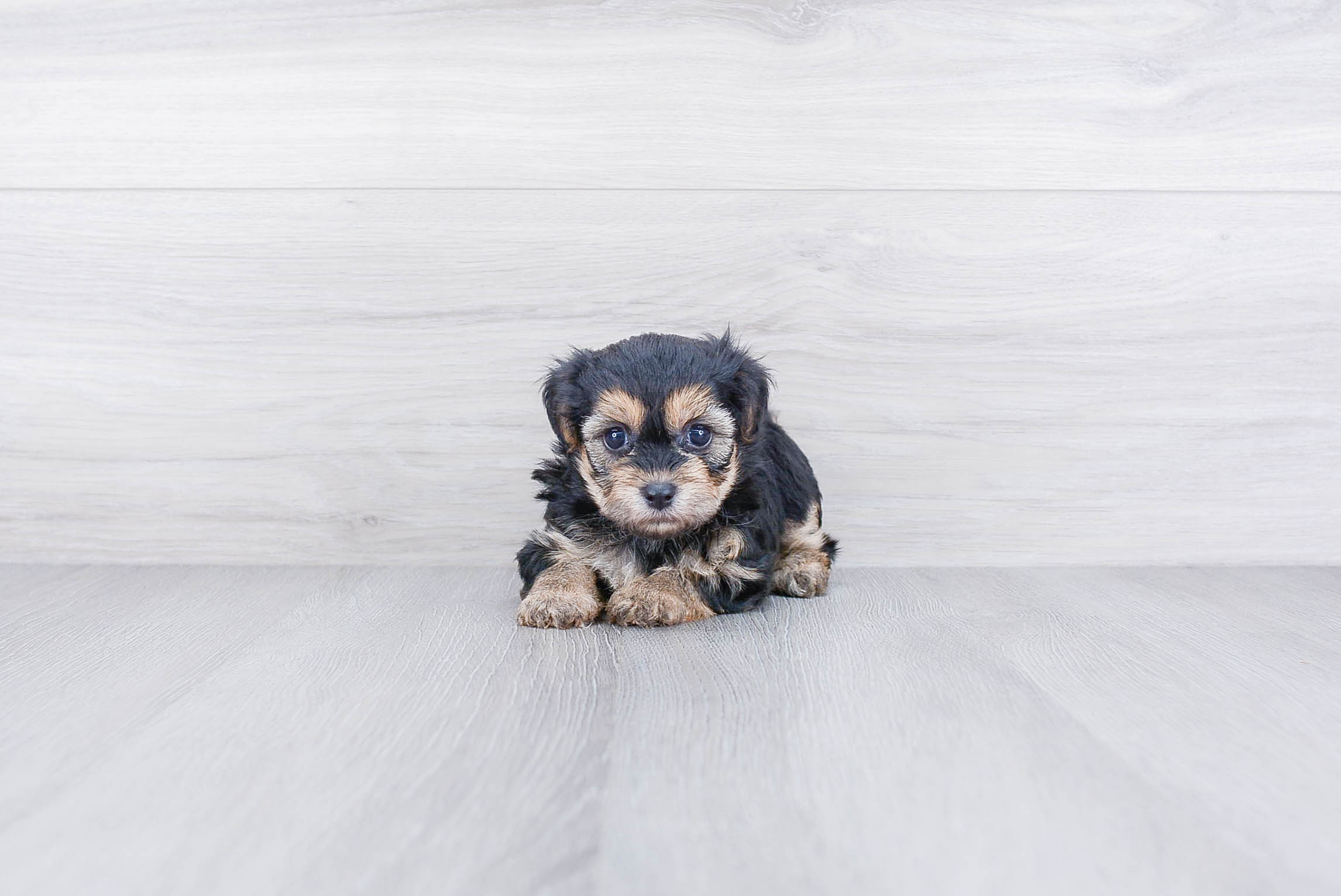 Morkie Pup Being Cute