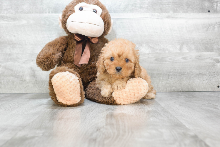 Cavapoo Puppy for Adoption