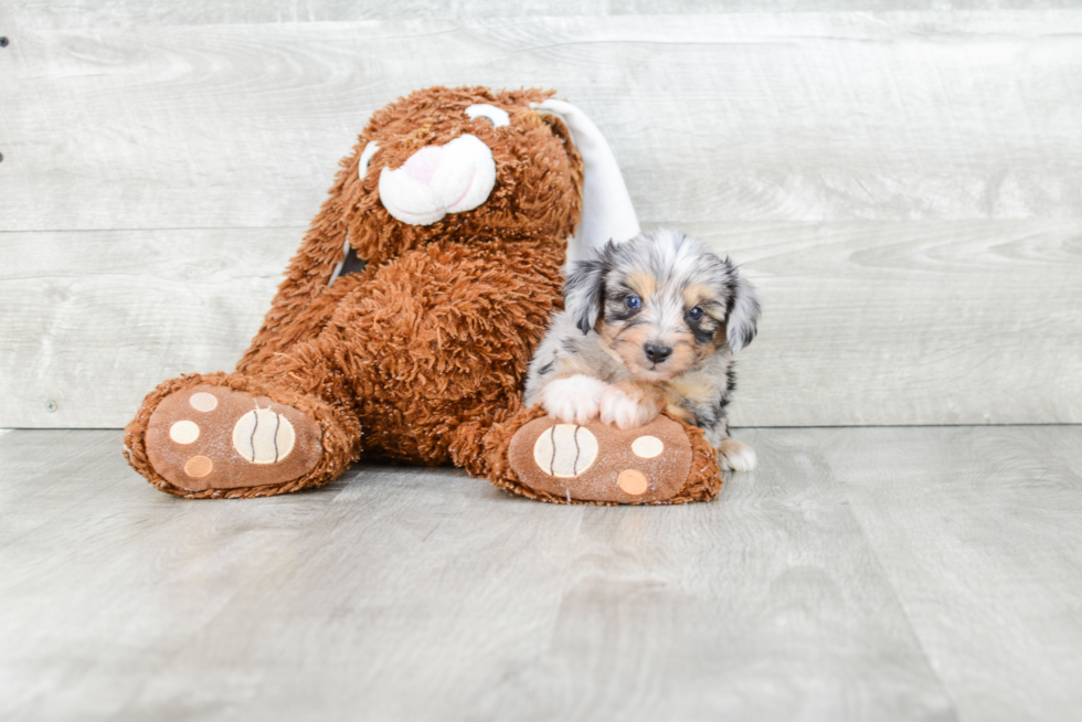 Mini Aussiedoodle Pup Being Cute