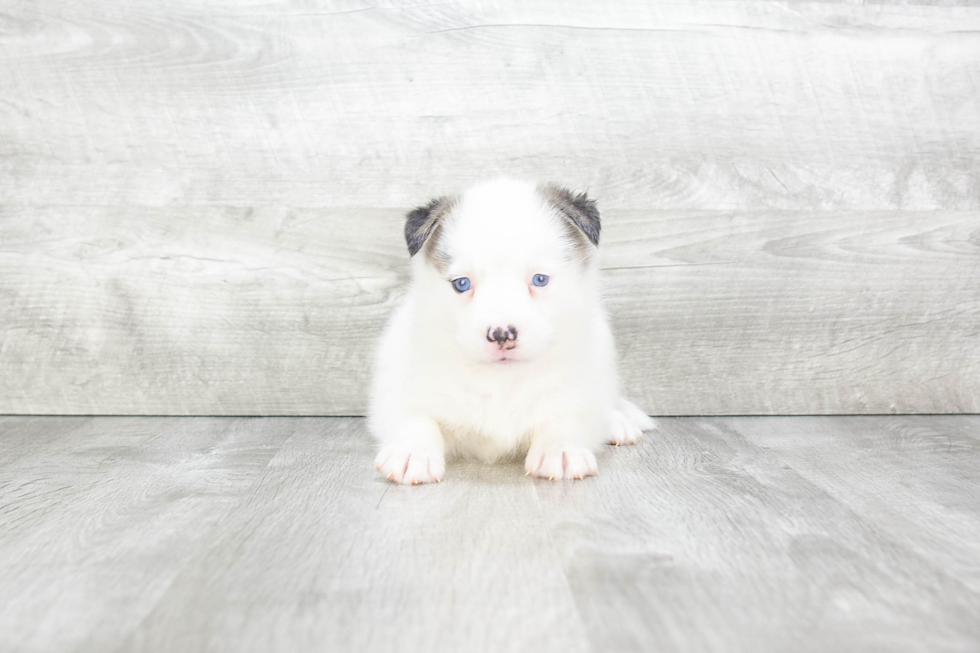 Hypoallergenic Mini Husky Designer Puppy