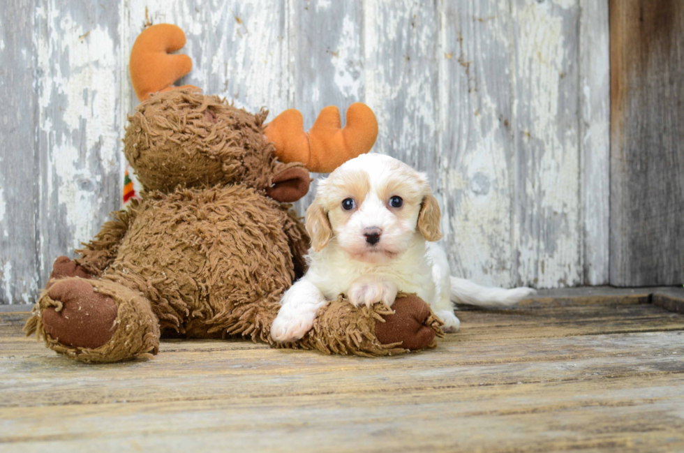 Smart Cavachon Designer Pup