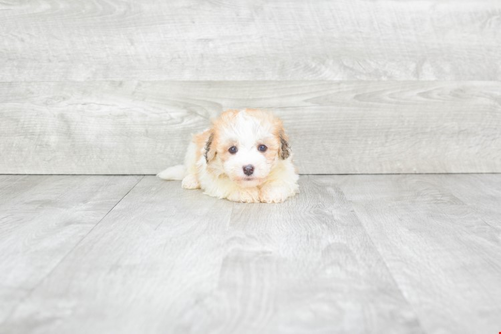 Petite Havanese Purebred Puppy