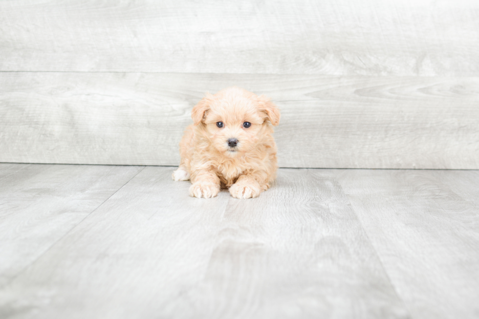 Small Maltipoo Baby