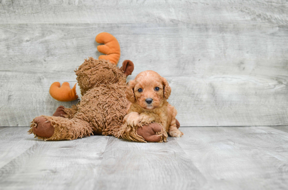 Cavapoo Puppy for Adoption