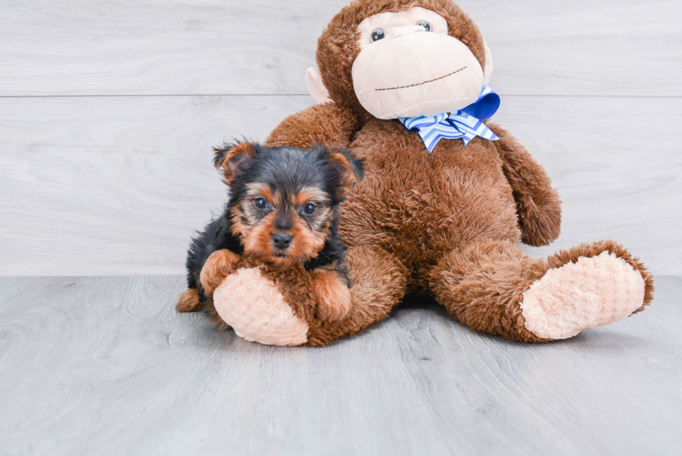 Meet Stevo - our Yorkshire Terrier Puppy Photo 