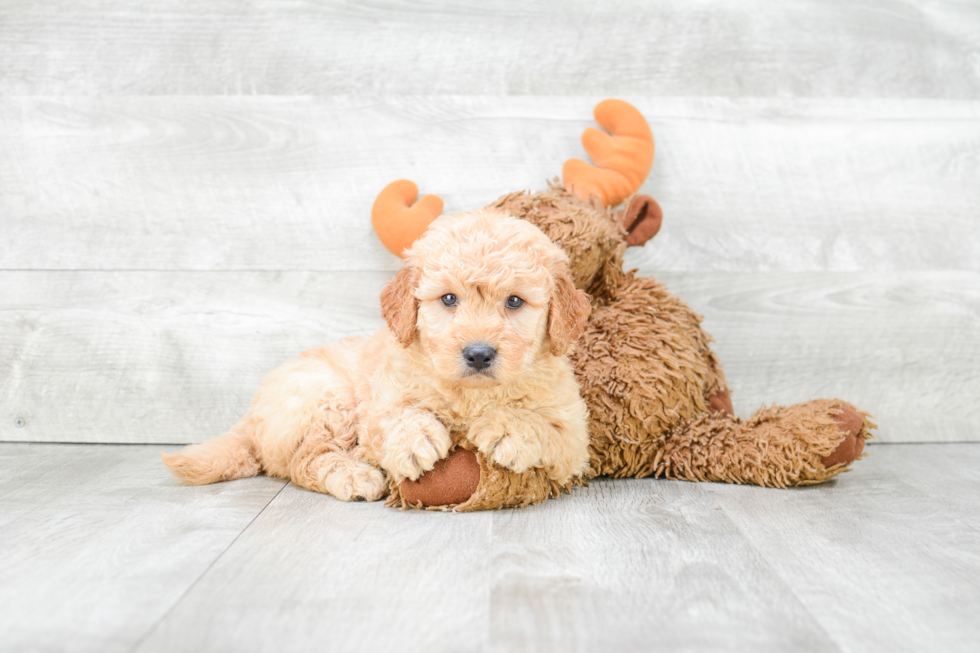 Best Mini Goldendoodle Baby