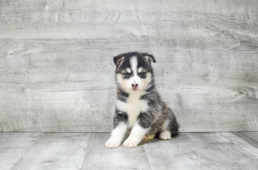 Smart Pomsky Designer Pup