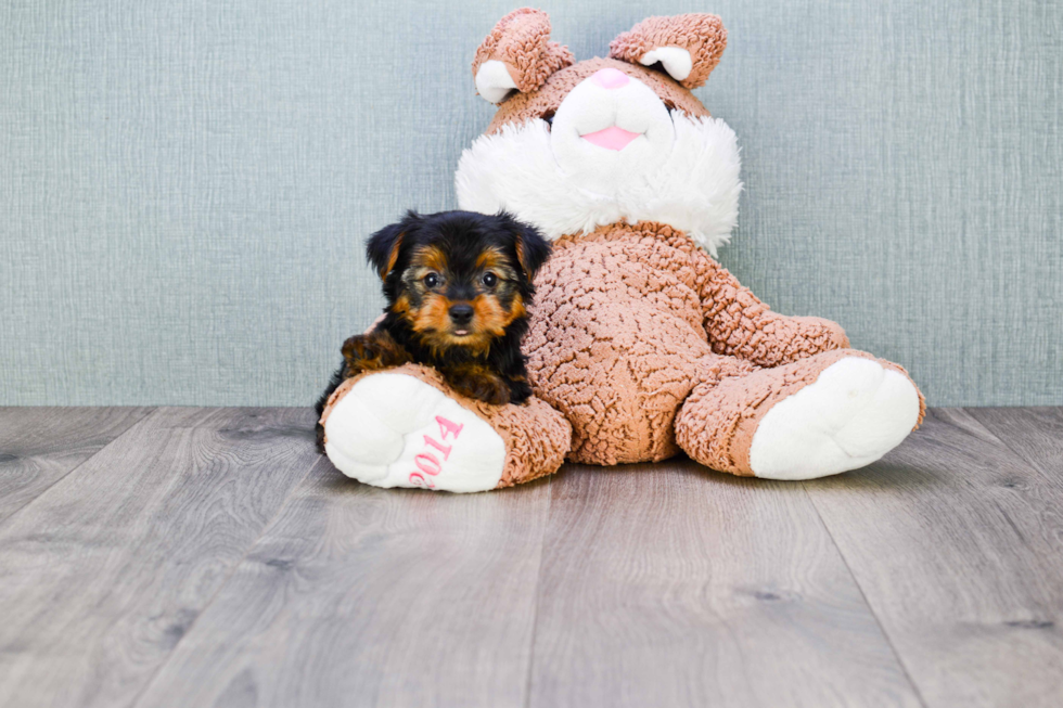 Meet Steph - our Yorkshire Terrier Puppy Photo 