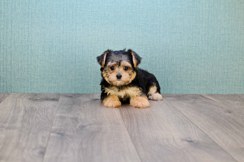 Morkie Pup Being Cute