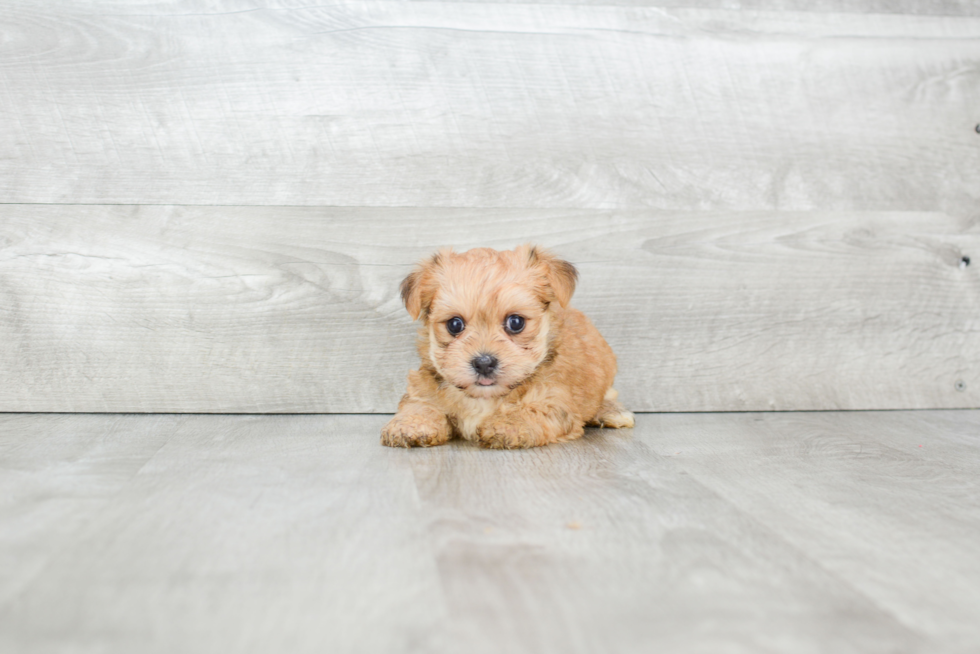 Hypoallergenic Yorkie Designer Puppy