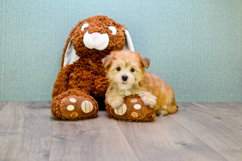 Morkie Puppy for Adoption