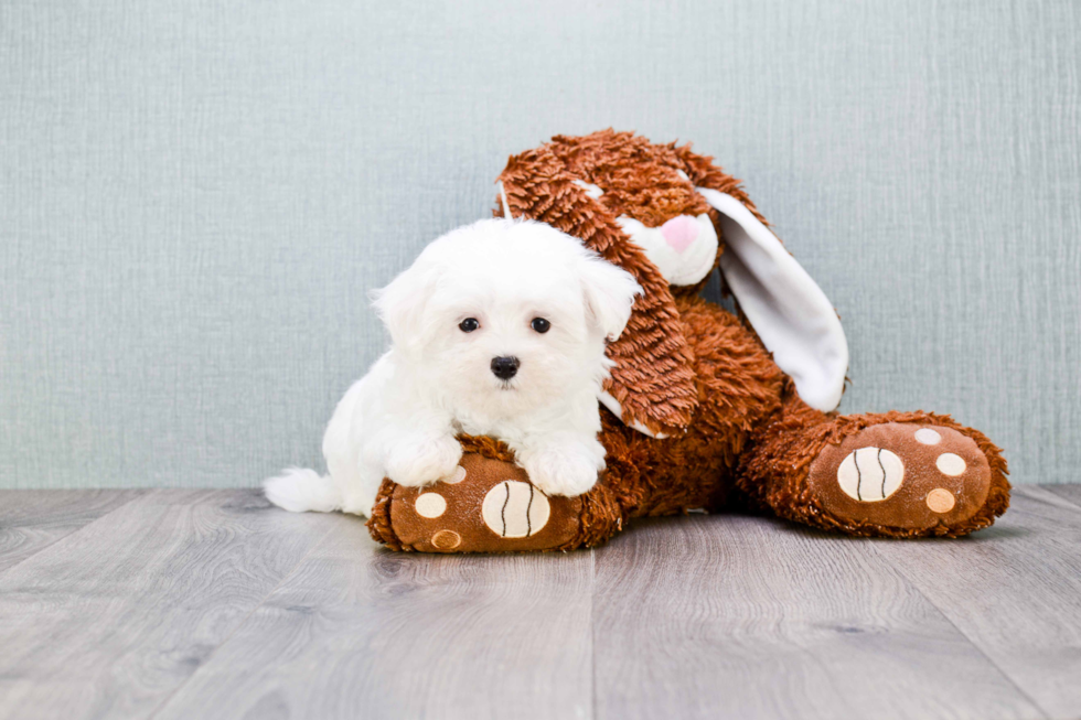 Maltese Pup Being Cute