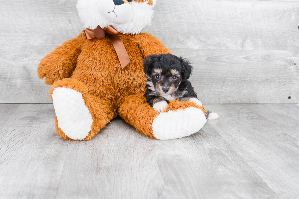 Mini Aussiedoodle Pup Being Cute