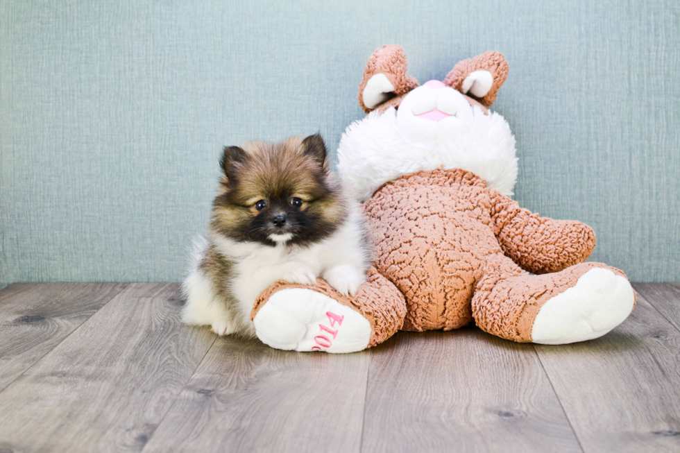 Cute Pomeranian Purebred Puppy