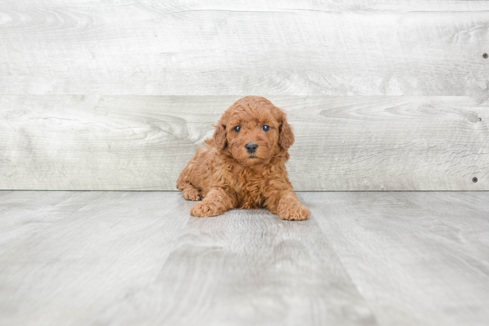 Energetic Pudle Purebred Puppy