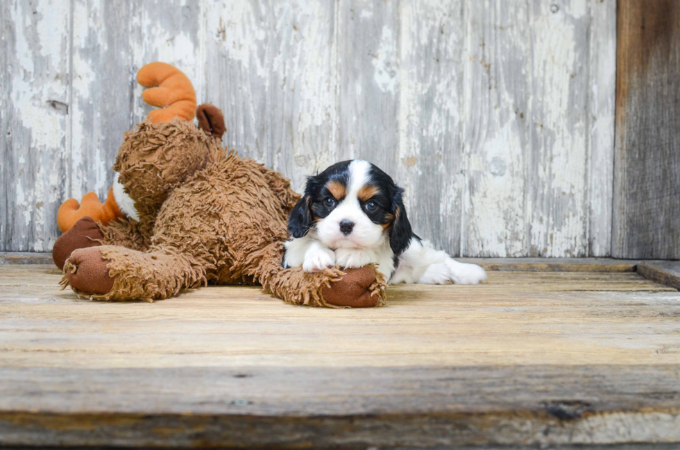 Cavalier King Charles Spaniel Pup Being Cute