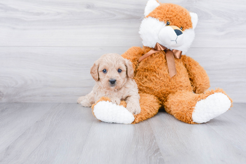 Petite Cavapoo Poodle Mix Pup