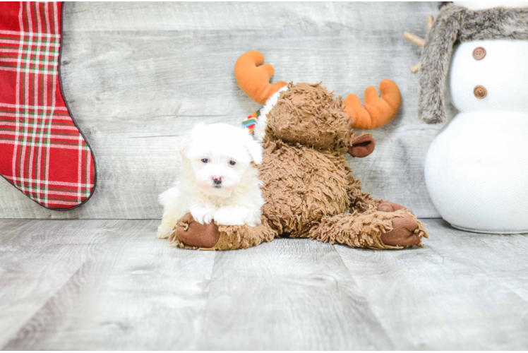 Popular Havanese Baby