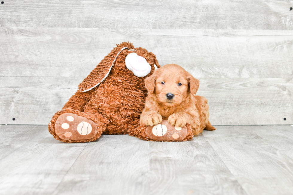 Best Mini Goldendoodle Baby