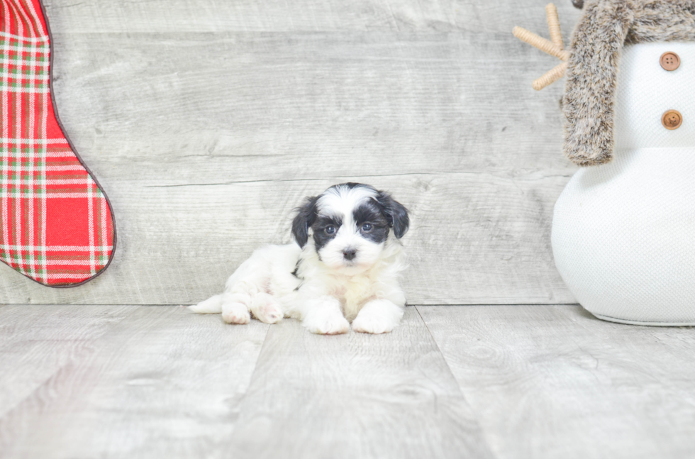 Havanese Pup Being Cute