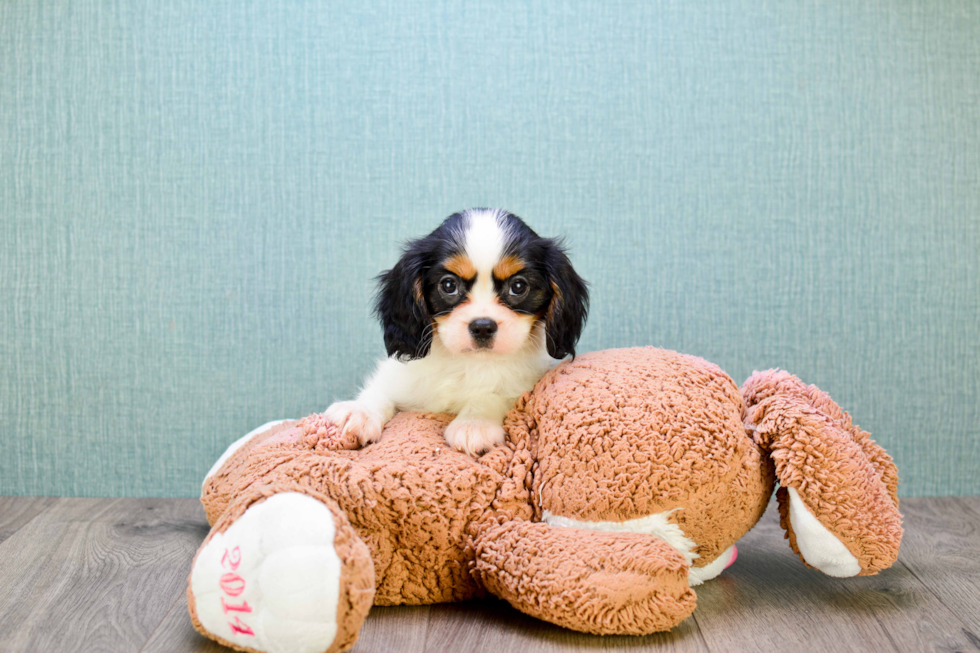 Cavalier King Charles Spaniel Pup Being Cute