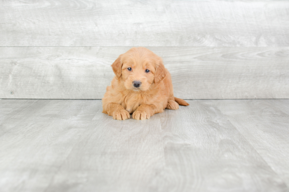 Adorable Golden Retriever Poodle Mix Puppy