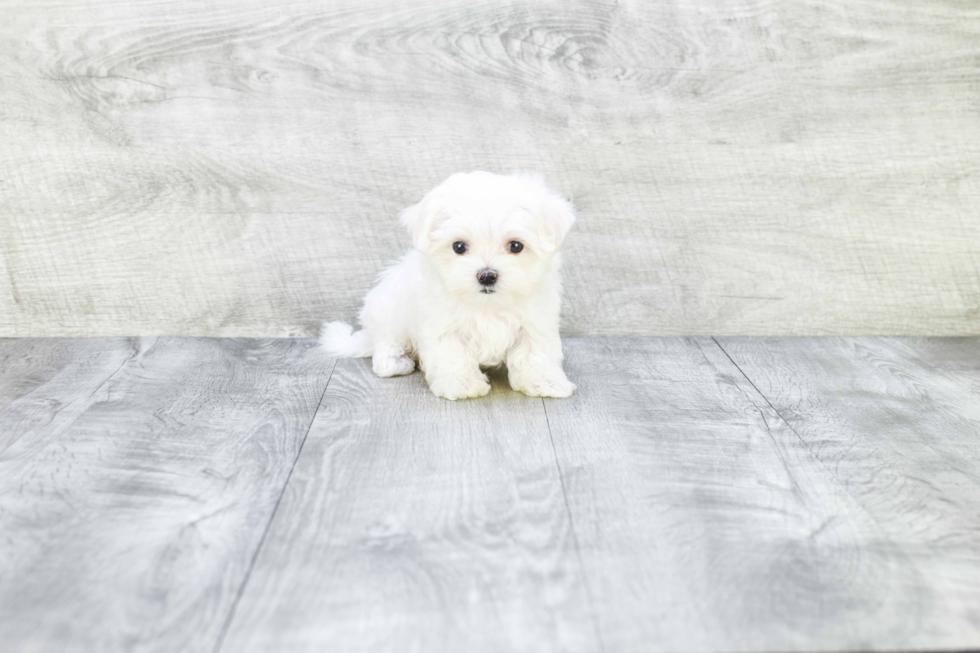 Maltese Puppy for Adoption