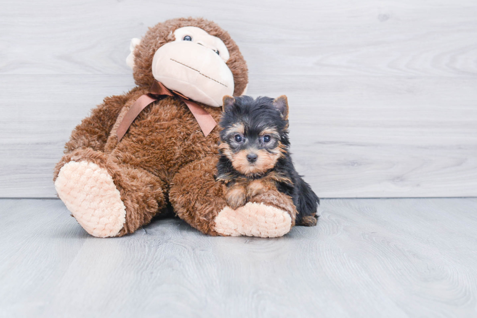 Meet Tinkerbell - our Yorkshire Terrier Puppy Photo 