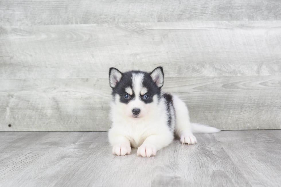 Energetic Mini Husky Designer Puppy