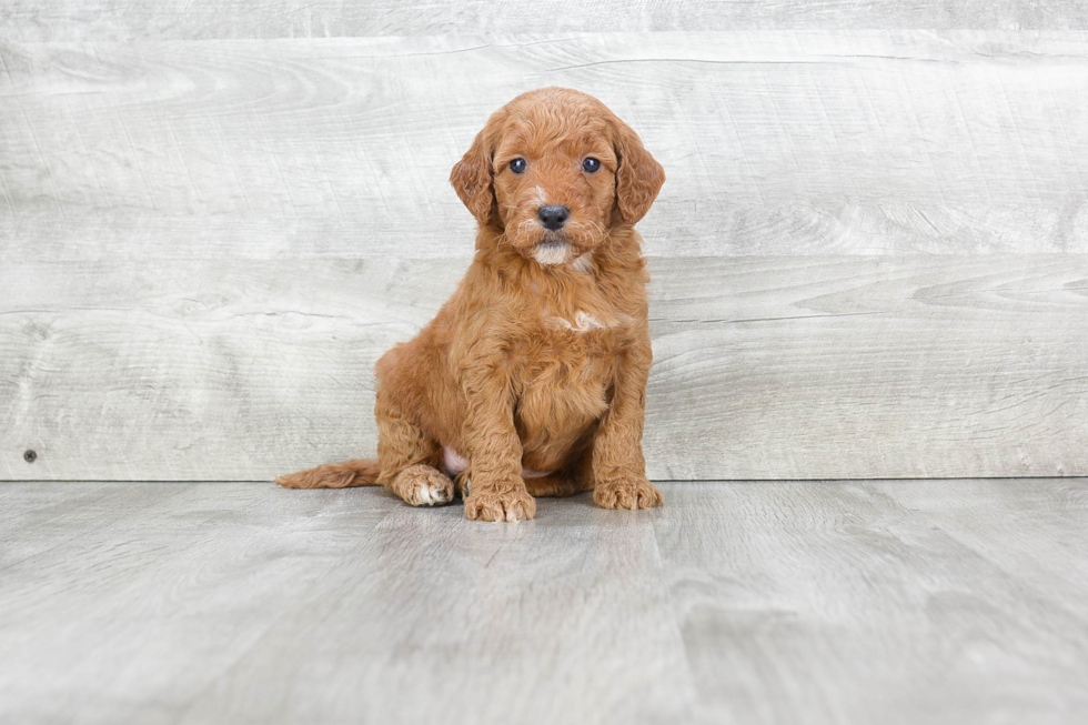 Hypoallergenic Golden Retriever Poodle Mix Puppy