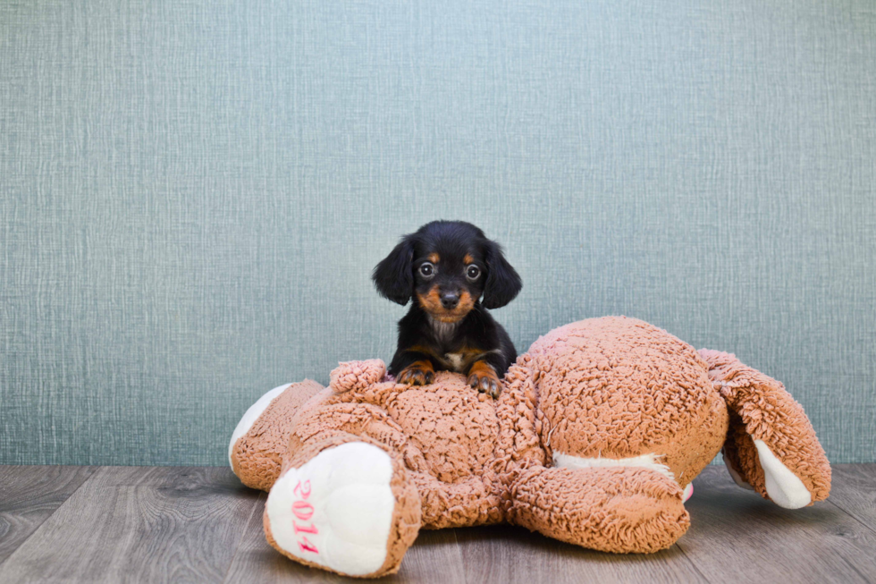 Best Dachshund Baby