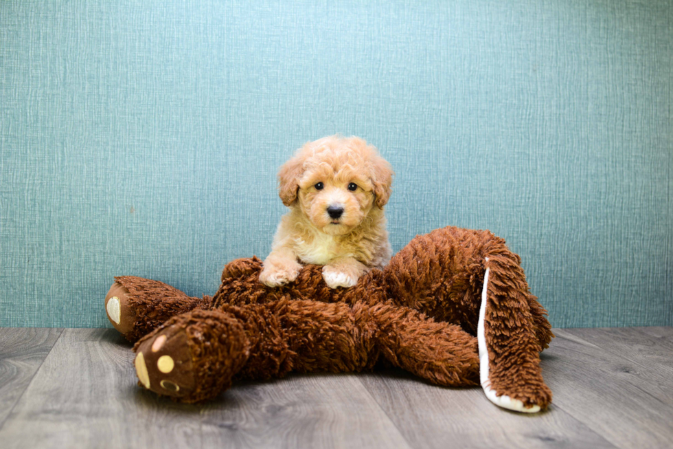 Maltipoo Puppy for Adoption