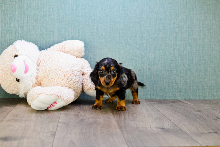 Dachshund Pup Being Cute