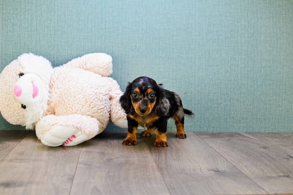 Dachshund Pup Being Cute