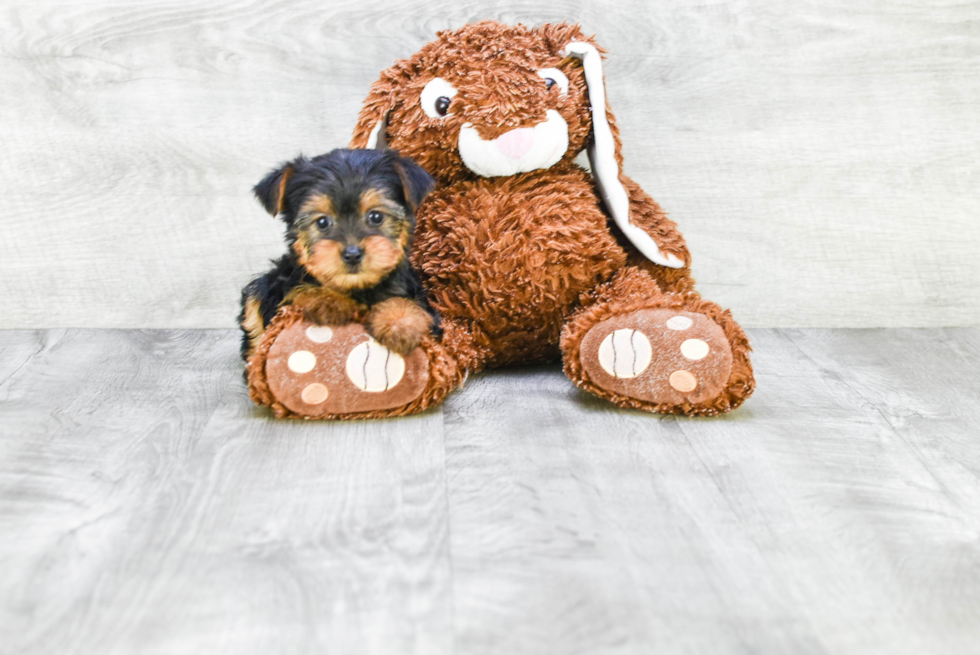 Meet Izzie - our Yorkshire Terrier Puppy Photo 