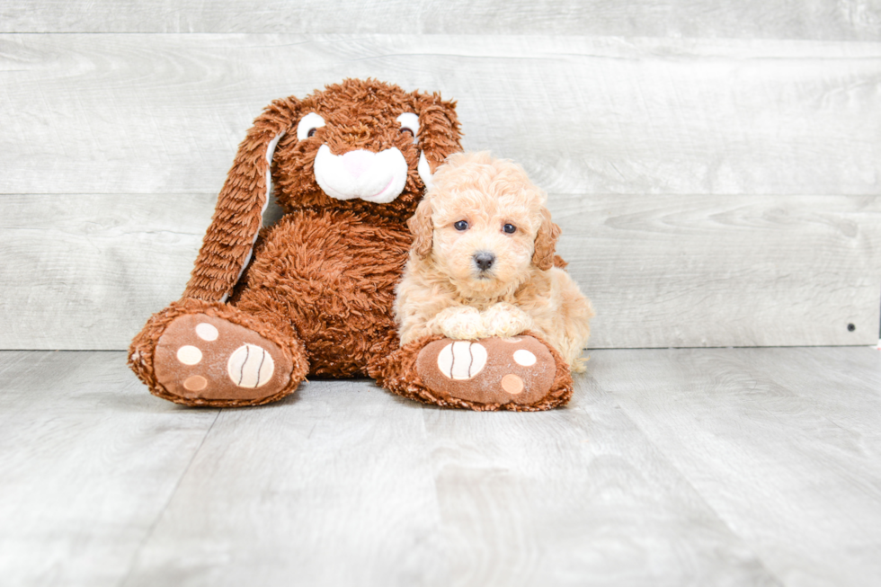 Maltipoo Puppy for Adoption