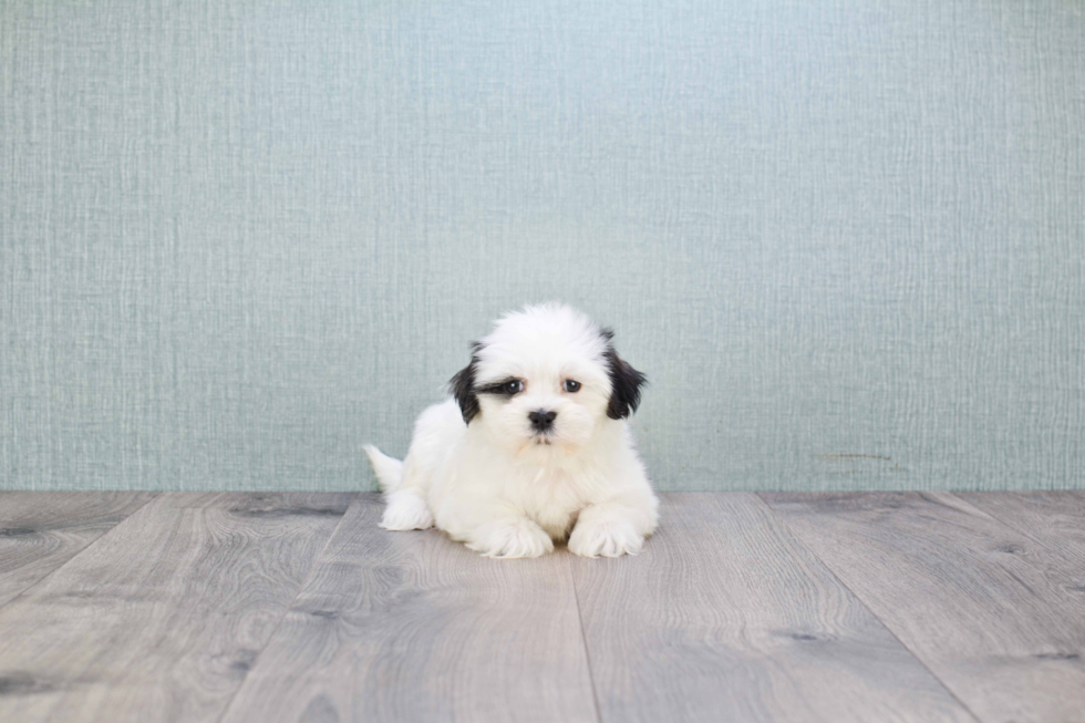 Teddy Bear Pup Being Cute