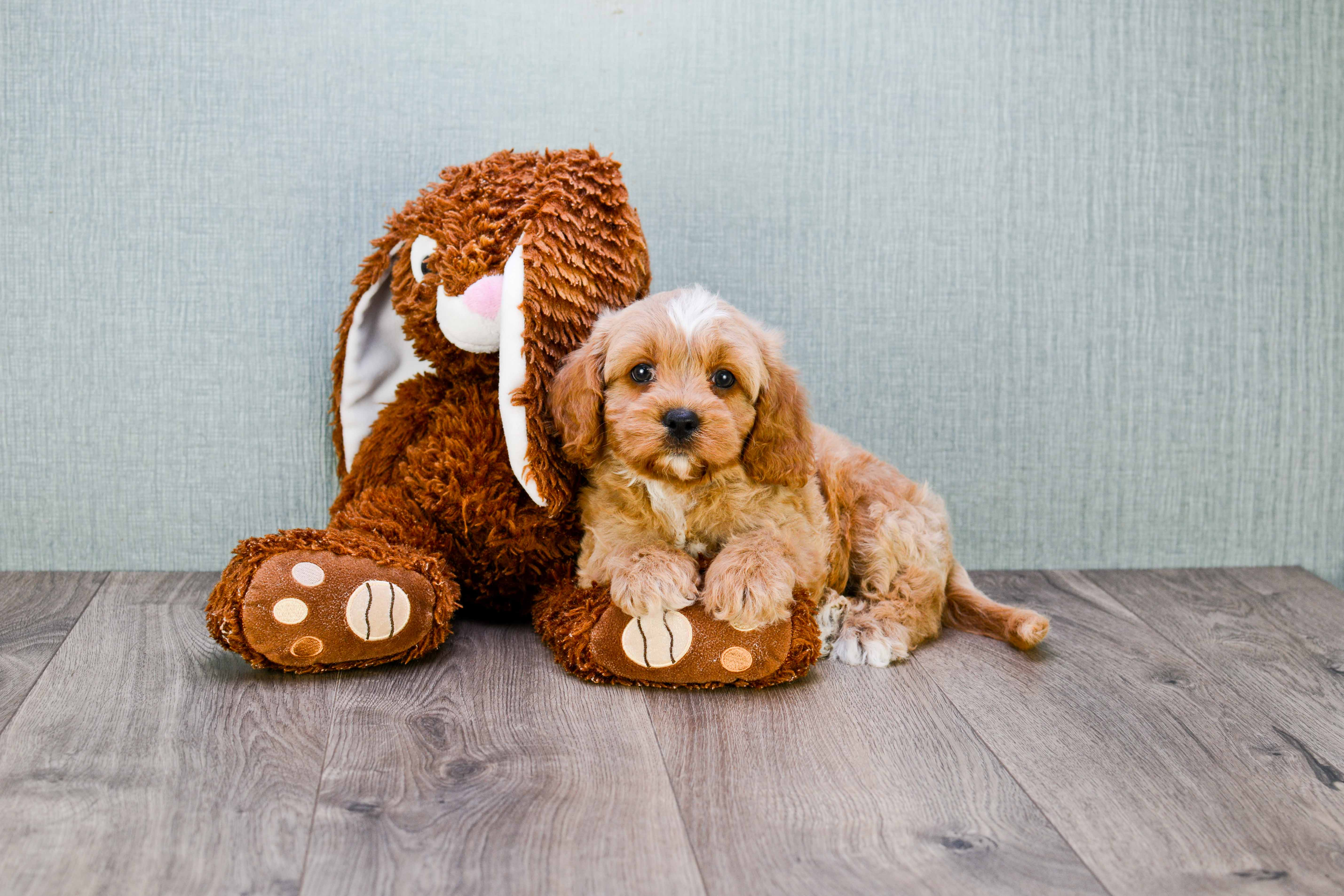 Cavapoo Puppy for Adoption