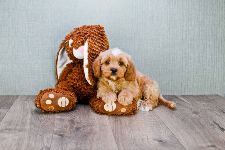 Cavapoo Puppy for Adoption