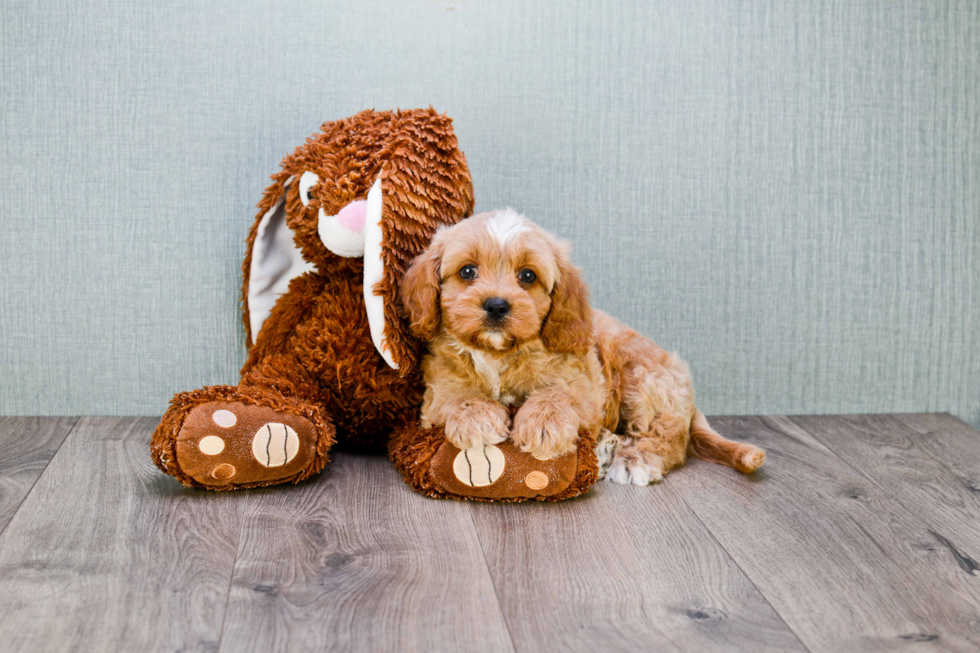 Cavapoo Puppy for Adoption